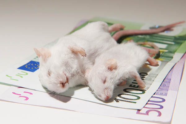 Tiere leiden für finanzielle Interessen