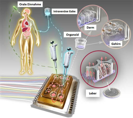 Schema Multi-Organ-Chip