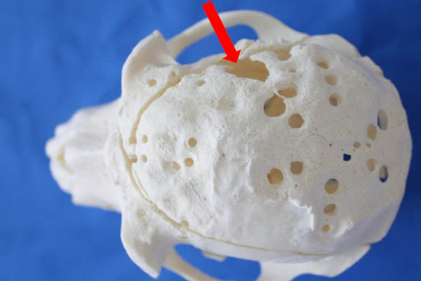 Affenleid in der Hirnforschung