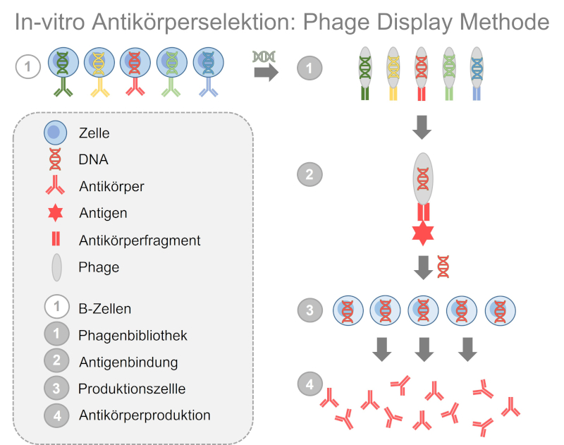 Bei der Phage-Display-Technologie wird DNA aus B-Zellen gewonnen, in Phagen übertragen und so ein menschliches Immunsystem nachgeahmt. Die Phagen tragen daraufhin Antikörperfragmente auf ihrer Oberfläche. Durch Zugabe des Antigens werden Phagen mit passenden Antikörperfragmenten ausgewählt. Die DNA zur Produktion des Antikörperfragments wird anschließend in Produktionszellen übertragen.&nbsp;
