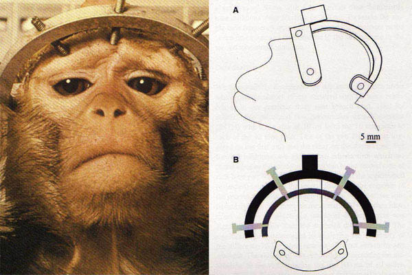 Grausame Tierversuche am Leibniz-Institut in Magdeburg