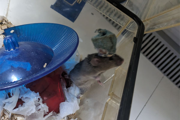 esi03 sokotierschutz