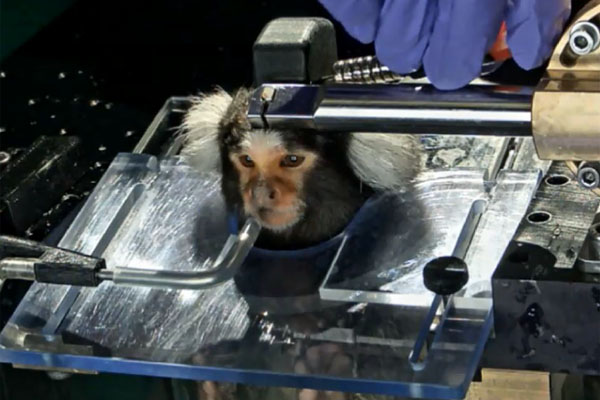 Weißbüschelaffe in der Hirnforschung