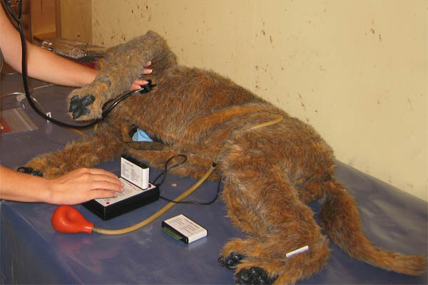 simulationshund jerry