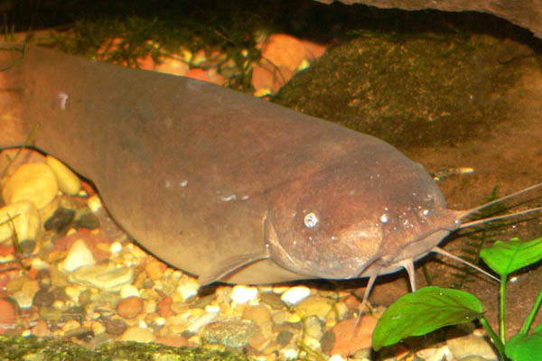 Elektrischer Wels - Wiki Commons