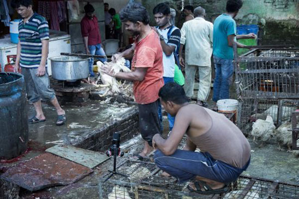 Lebendtiermarkt - Foto: Animal Equality Germany