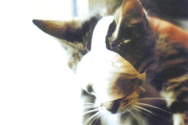 Katze im Tierversuch