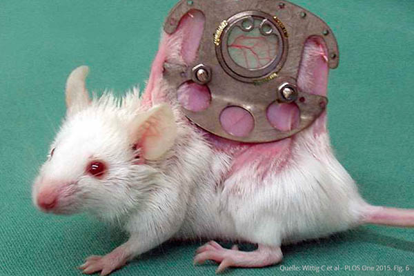 Maus mit Rückenhautkammer