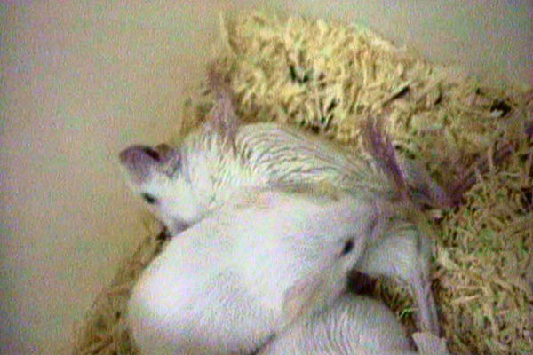 LD50-Test an Mäusen