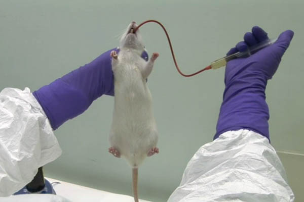 Ratte im Tierversuch